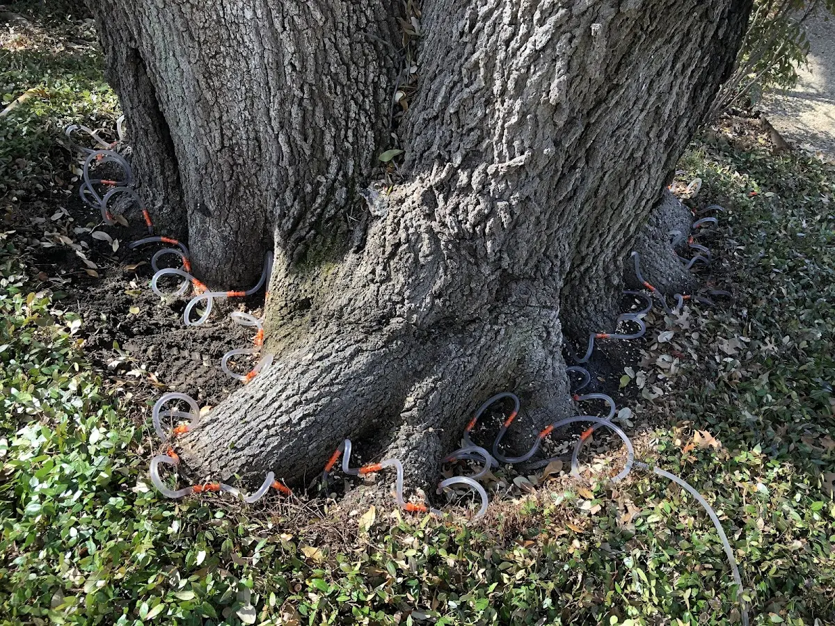 Detailed Tree Cabling and Bracing job site in Minersville