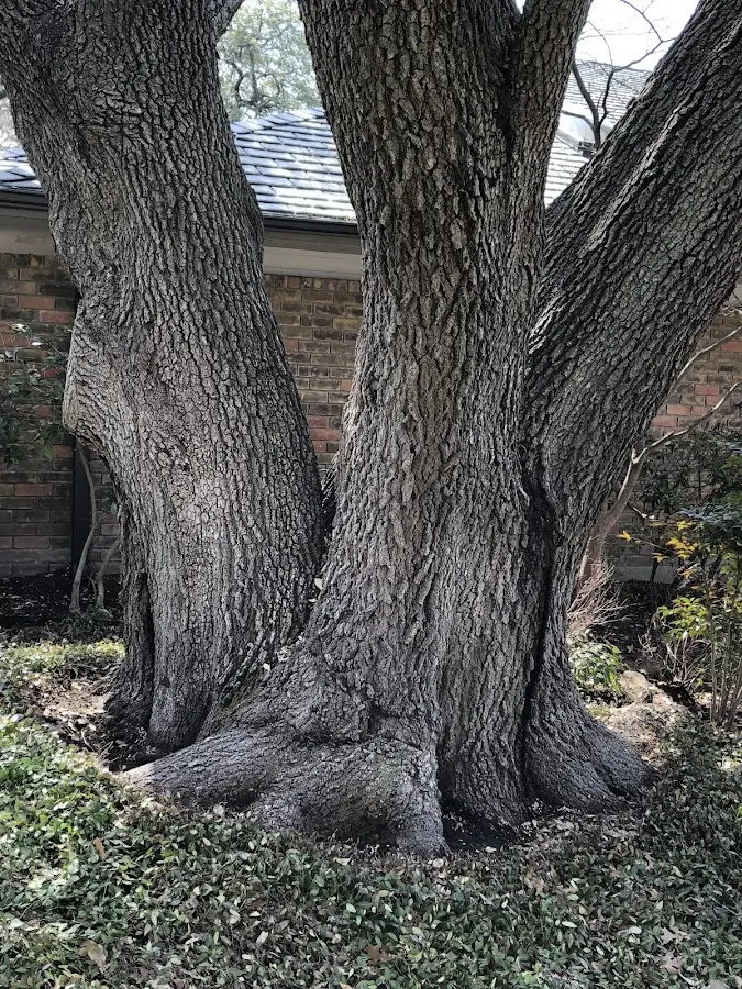 Mature heritage tree close to a Minersville property cared for by certified arborists